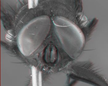 Media type: image;   Entomology 613612 Aspect: head 3D